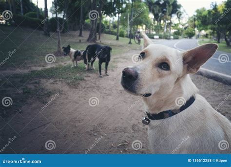 perritos haciendo el amor|Dogs making love with each other.